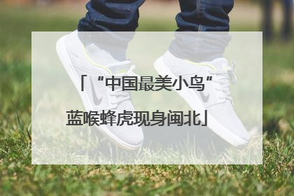 “中国最美小鸟”蓝喉蜂虎现身闽北