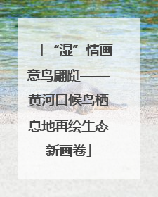 “湿”情画意鸟翩跹——黄河口候鸟栖息地再绘生态新画卷