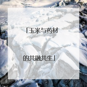 玉米与药材的共融共生