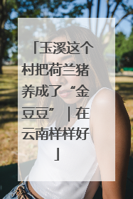 玉溪这个村把荷兰猪养成了“金豆豆”｜在云南样样好