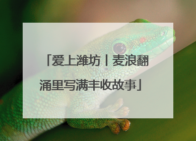 爱上潍坊丨麦浪翻涌里写满丰收故事