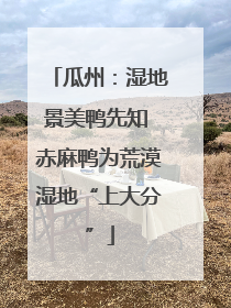 瓜州：湿地景美鸭先知 赤麻鸭为荒漠湿地“上大分”