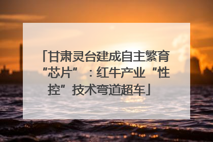 甘肃灵台建成自主繁育“芯片”：红牛产业“性控”技术弯道超车