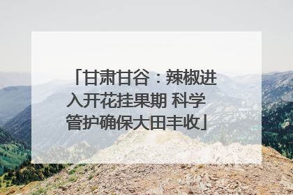 甘肃甘谷：辣椒进入开花挂果期 科学管护确保大田丰收