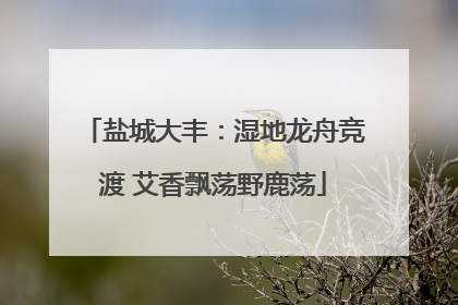 盐城大丰：湿地龙舟竞渡 艾香飘荡野鹿荡