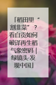 稻田里“割韭菜”？看自贡如何破译再生稻气象密码｜绿镜头·发现中国