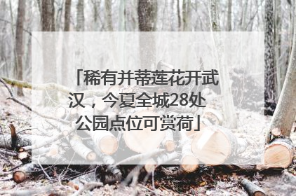 稀有并蒂莲花开武汉，今夏全城28处公园点位可赏荷
