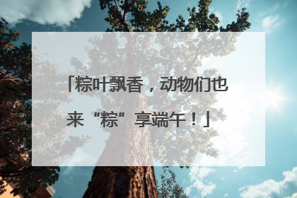 粽叶飘香，动物们也来“粽”享端午！