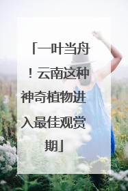一叶当舟！云南这种神奇植物进入最佳观赏期