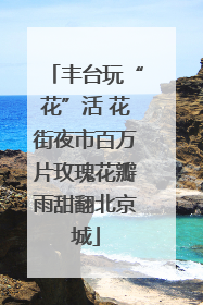 丰台玩“花”活 花街夜市百万片玫瑰花瓣雨甜翻北京城