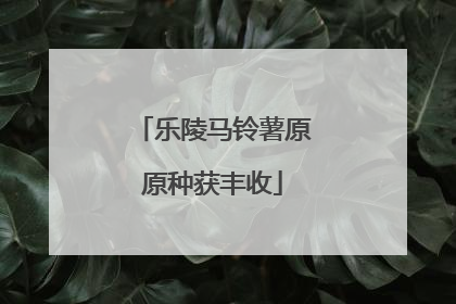 乐陵马铃薯原原种获丰收