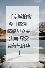 京城拍客今日精选｜蜻蜓早立尖尖角 尽赏夏荷气度华