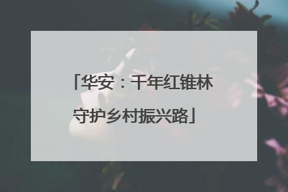 华安：千年红锥林守护乡村振兴路