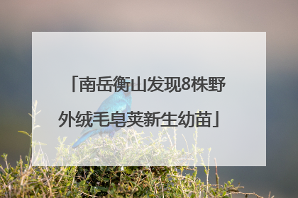 南岳衡山发现8株野外绒毛皂荚新生幼苗