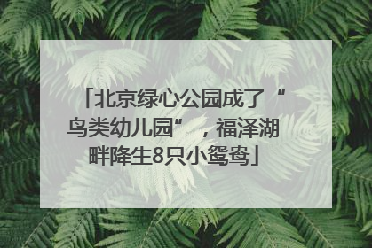 北京绿心公园成了“鸟类幼儿园”，福泽湖畔降生8只小鸳鸯