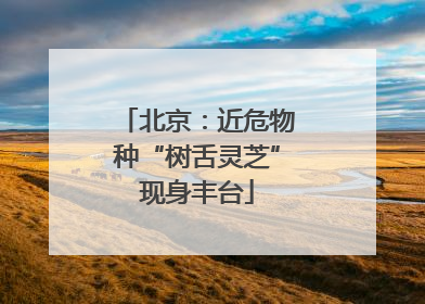北京：近危物种“树舌灵芝”现身丰台