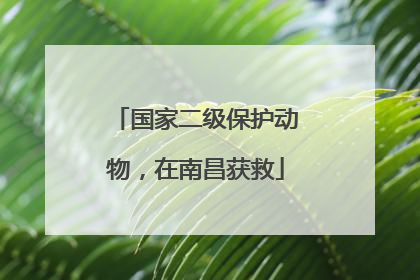 国家二级保护动物，在南昌获救