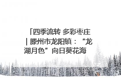 四季流转 多彩枣庄｜滕州市龙阳镇：“龙湖月色”向日葵花海 绘就乡村振兴新画卷