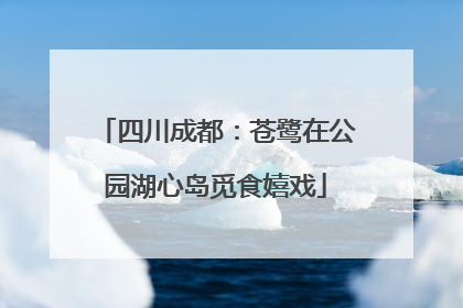 四川成都：苍鹭在公园湖心岛觅食嬉戏