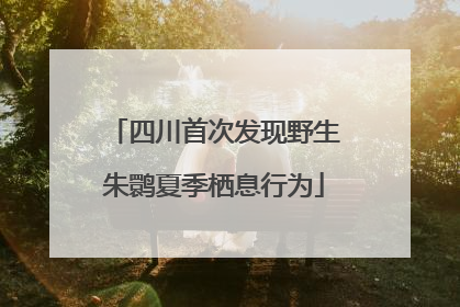 四川首次发现野生朱鹮夏季栖息行为