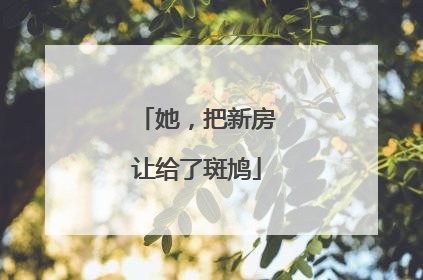 她，把新房让给了斑鸠
