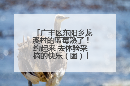 广丰区东阳乡龙溪村的蓝莓熟了！约起来 去体验采摘的快乐（图）