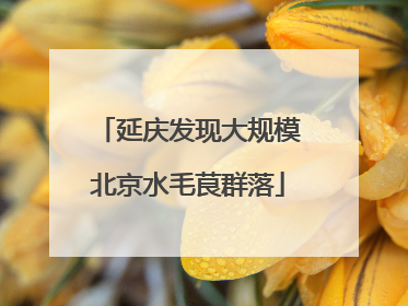 延庆发现大规模北京水毛茛群落