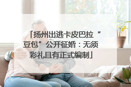扬州出逃卡皮巴拉“豆包”公开征婚：无须彩礼且有正式编制