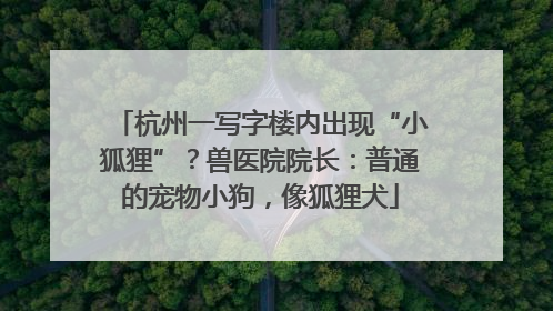 杭州一写字楼内出现“小狐狸”？兽医院院长：普通的宠物小狗，像狐狸犬