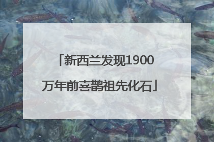 新西兰发现1900万年前喜鹊祖先化石