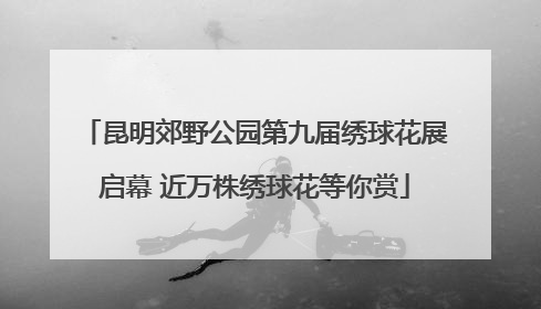 昆明郊野公园第九届绣球花展启幕 近万株绣球花等你赏