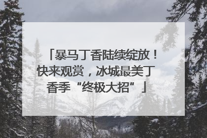 暴马丁香陆续绽放！快来观赏，冰城最美丁香季“终极大招”