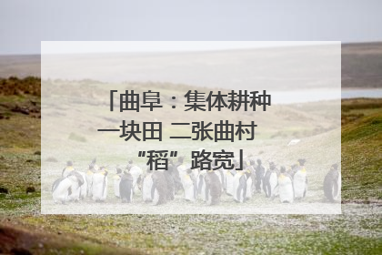 曲阜：集体耕种一块田 二张曲村“稻”路宽