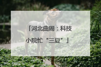 河北曲周：科技小院忙“三夏”
