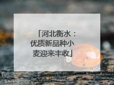 河北衡水：优质新品种小麦迎来丰收
