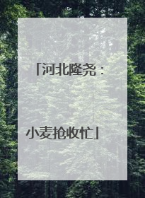 河北隆尧：小麦抢收忙