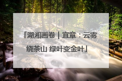 湖湘画卷｜宜章：云雾绕茶山 绿叶变金叶