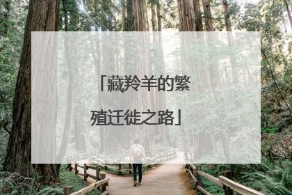 藏羚羊的繁殖迁徙之路