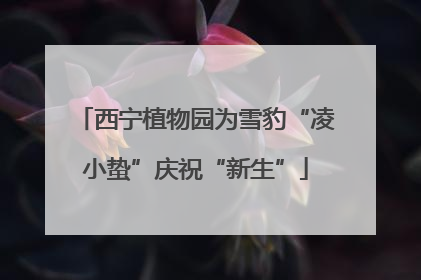 西宁植物园为雪豹“凌小蛰”庆祝“新生”