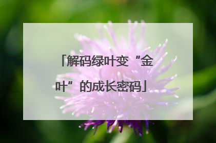 解码绿叶变“金叶”的成长密码