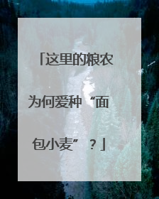 这里的粮农为何爱种“面包小麦”？