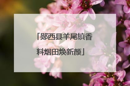 郧西县羊尾镇香料烟田焕新颜