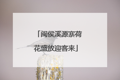 闽侯溪源寨荷花盛放迎客来