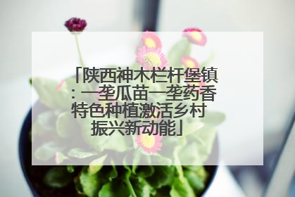 陕西神木栏杆堡镇：一垄瓜苗一垄药香 特色种植激活乡村振兴新动能