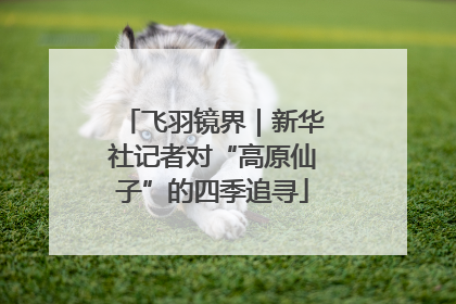 飞羽镜界｜新华社记者对“高原仙子”的四季追寻