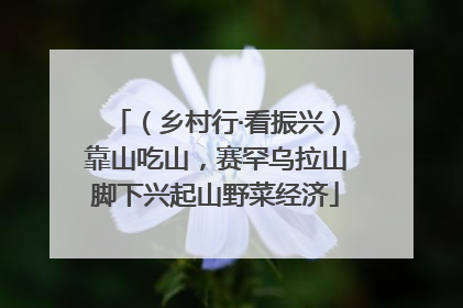 （乡村行·看振兴）靠山吃山，赛罕乌拉山脚下兴起山野菜经济
